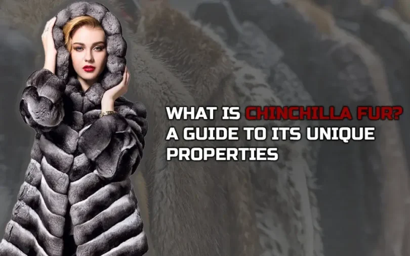What is Chinchilla fur A Guide to Its Unique Properties